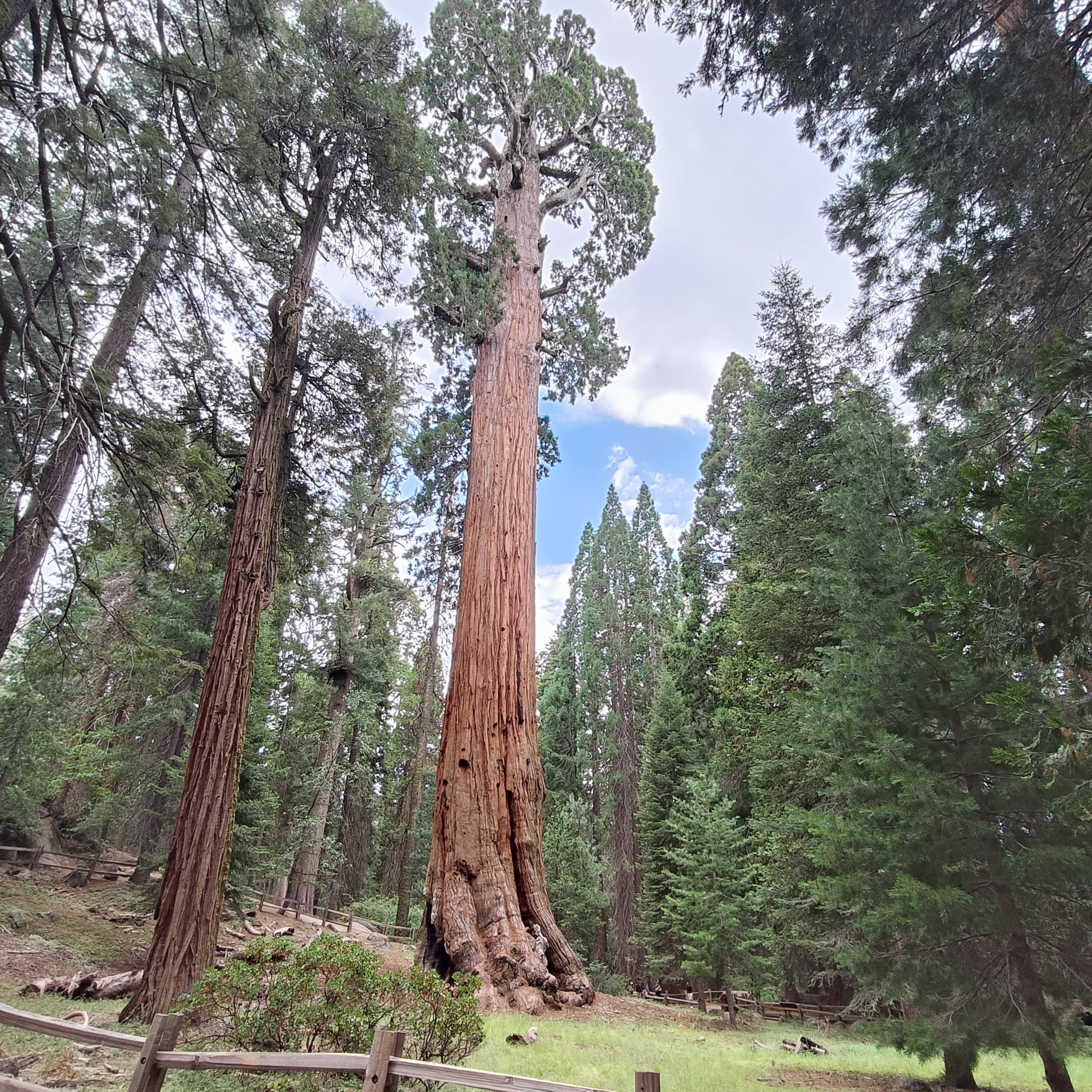 Sequioa Nationalpark